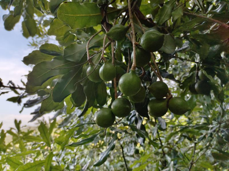 坚果夏威夷果果