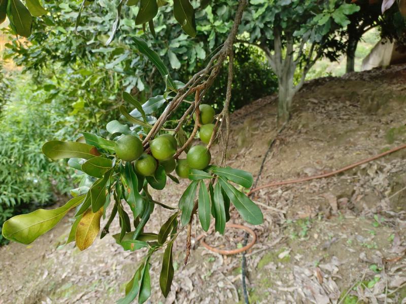 坚果夏威夷果果