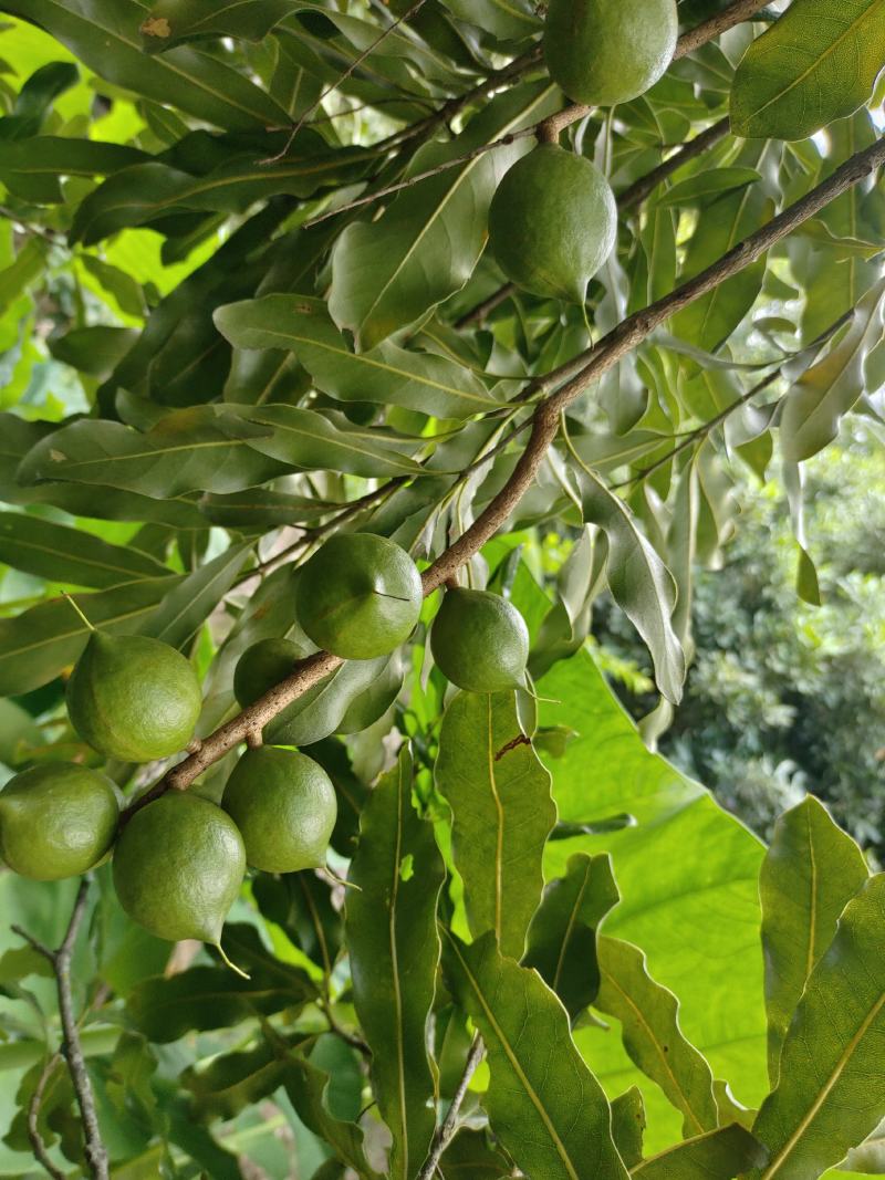 坚果夏威夷果果