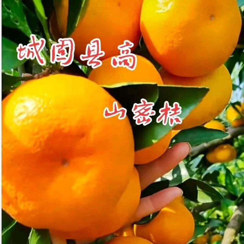 汉中柑橘特早蜜橘：产地直发全国发货色红光亮口感甜欢迎订购