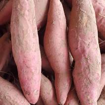 产地红薯，龙薯9西瓜红质量好价廉，品种多，欢迎前来采购，