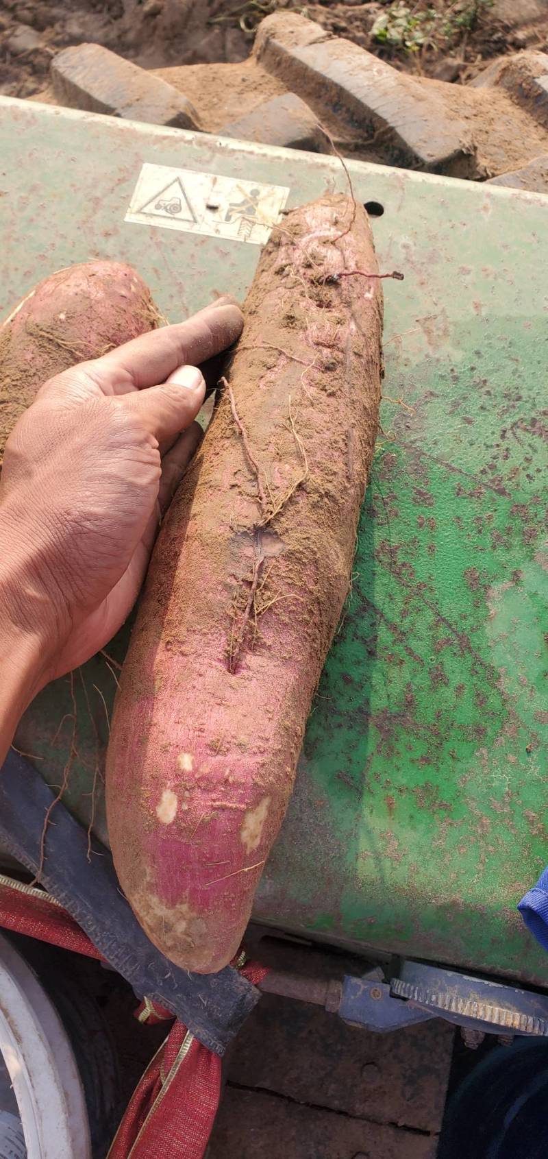 山东夏津红薯龙薯9西瓜红质量好价廉品种多价格优惠对接市场
