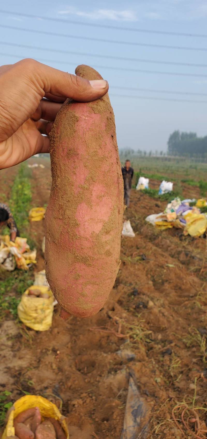 山东夏津红薯龙薯9西瓜红质量好价廉品种多价格优惠对接市场