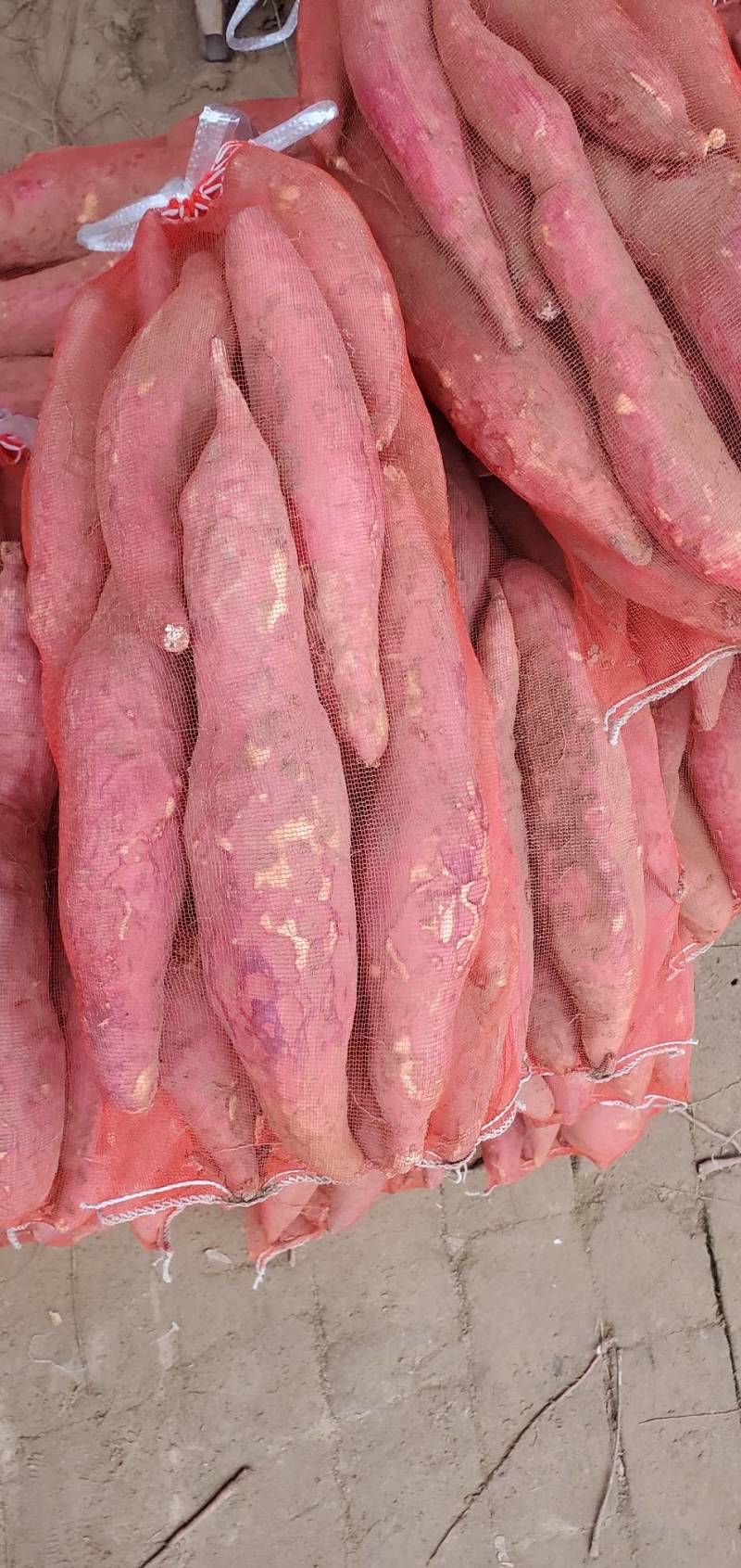 山东夏津红薯龙薯9西瓜红质量好价廉品种多价格优惠对接市场
