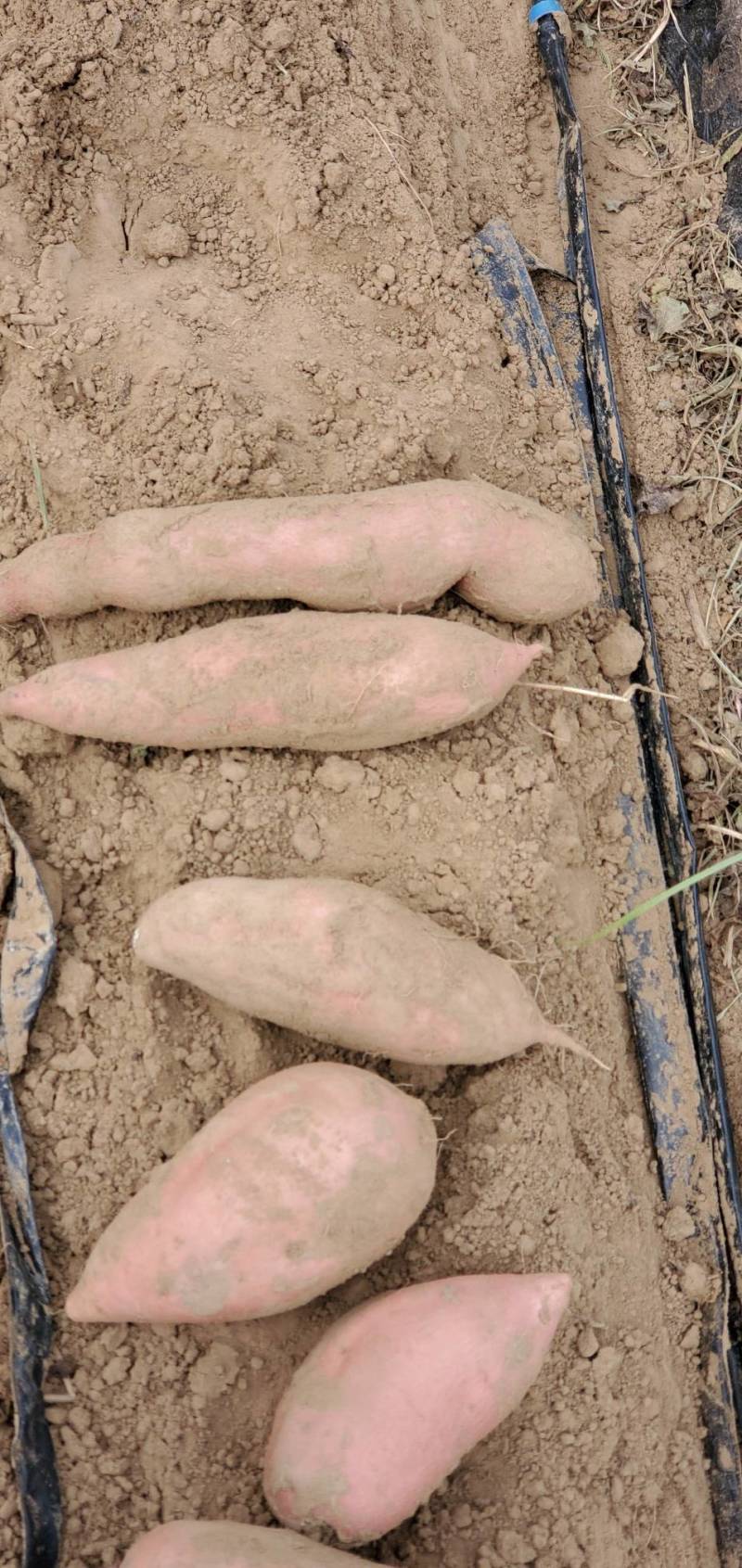 山东夏津红薯龙薯9西瓜红质量好价廉品种多价格优惠对接市场