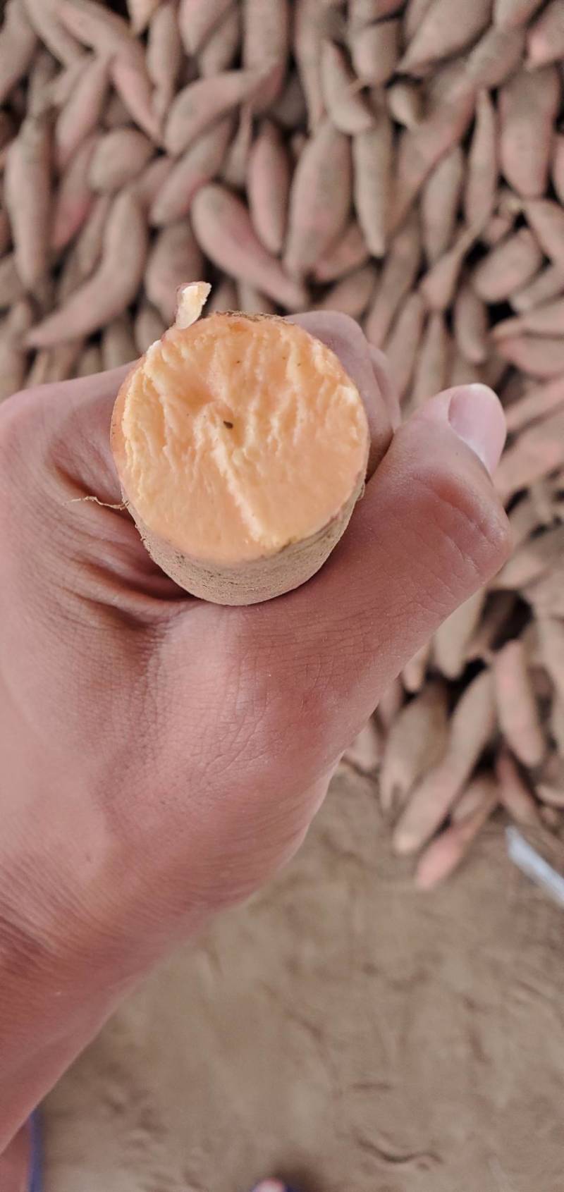 山东夏津红薯龙薯9西瓜红质量好价廉品种多价格优惠对接市场