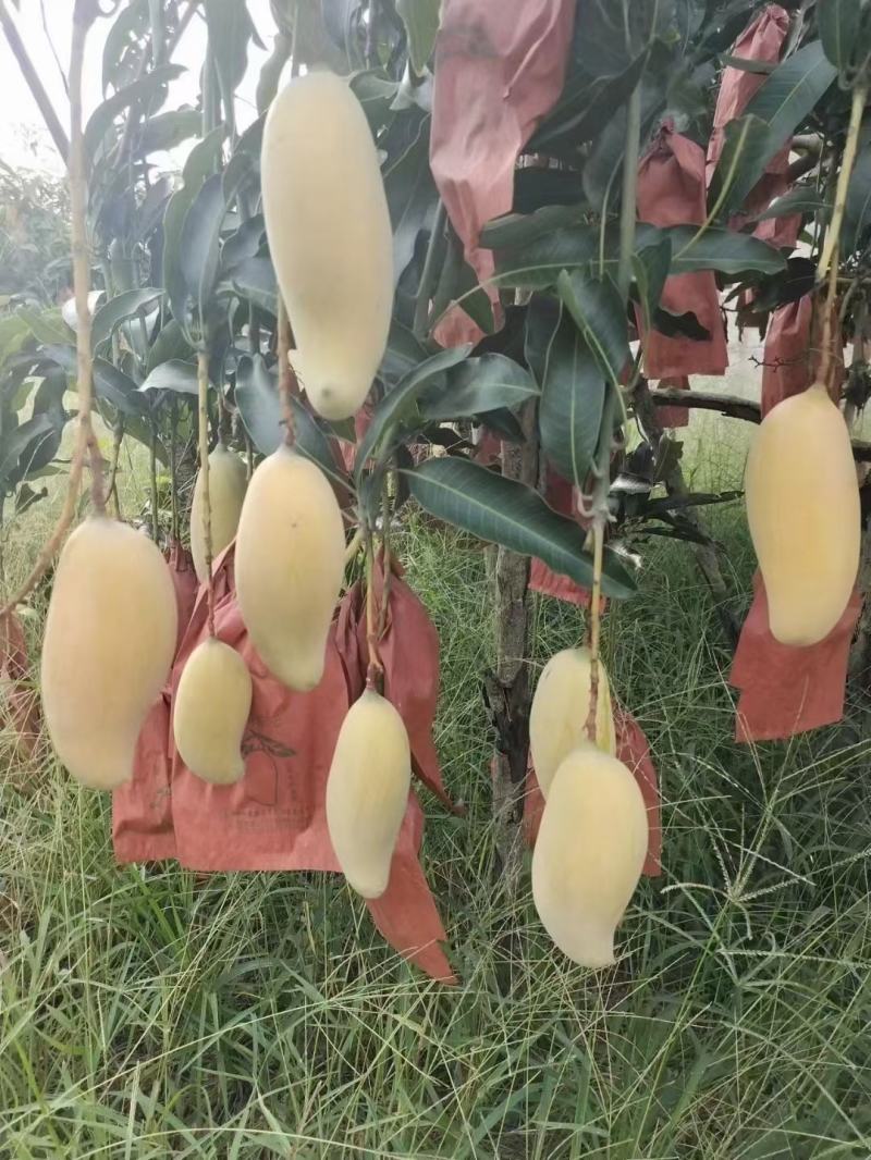 晚熟芒果开始大量上市了
