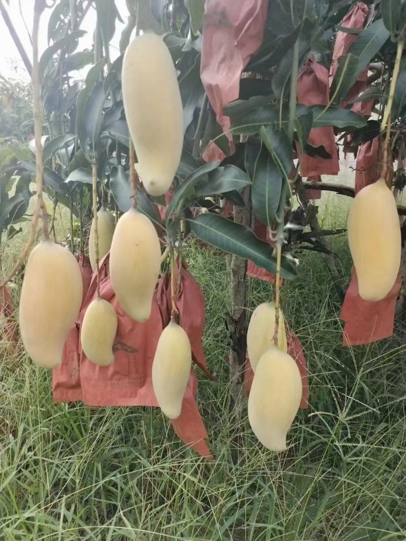 晚熟芒果开始大量上市了