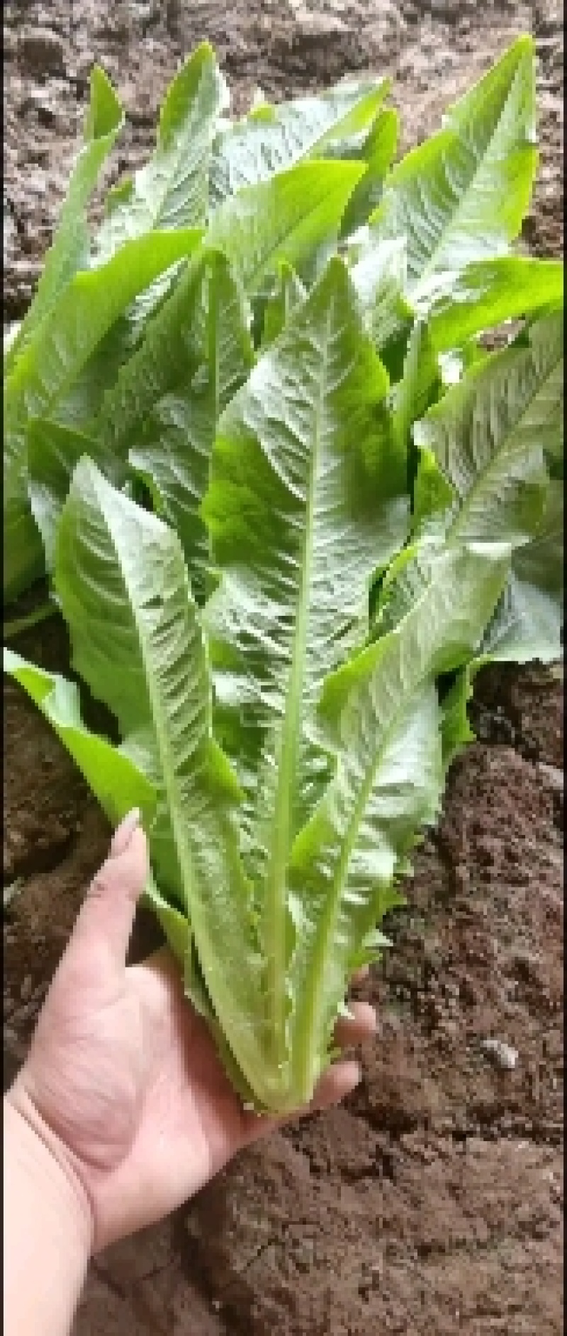精品油麦菜，产地直供，质量好，价格优，大量供货