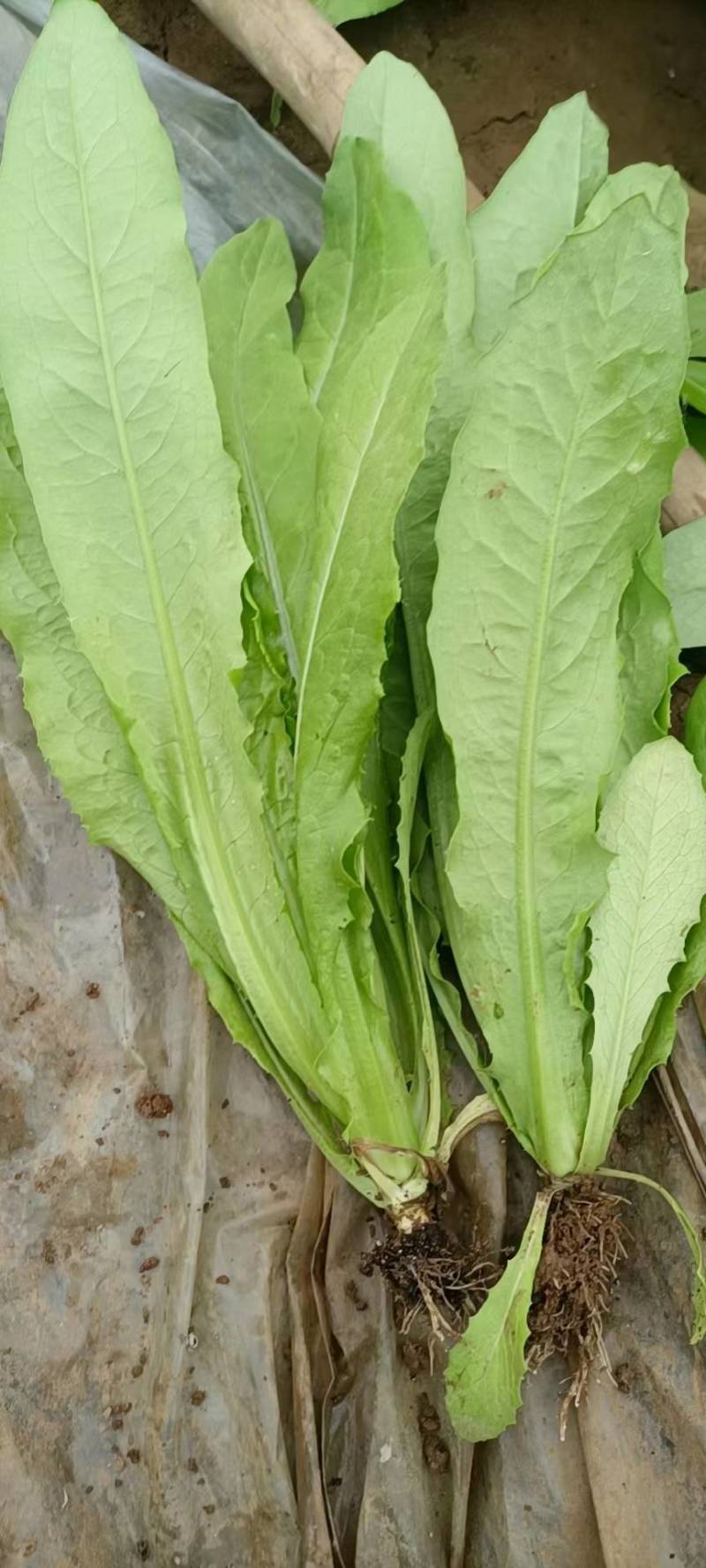 精品油麦菜，产地直供，质量好，价格优，大量供货