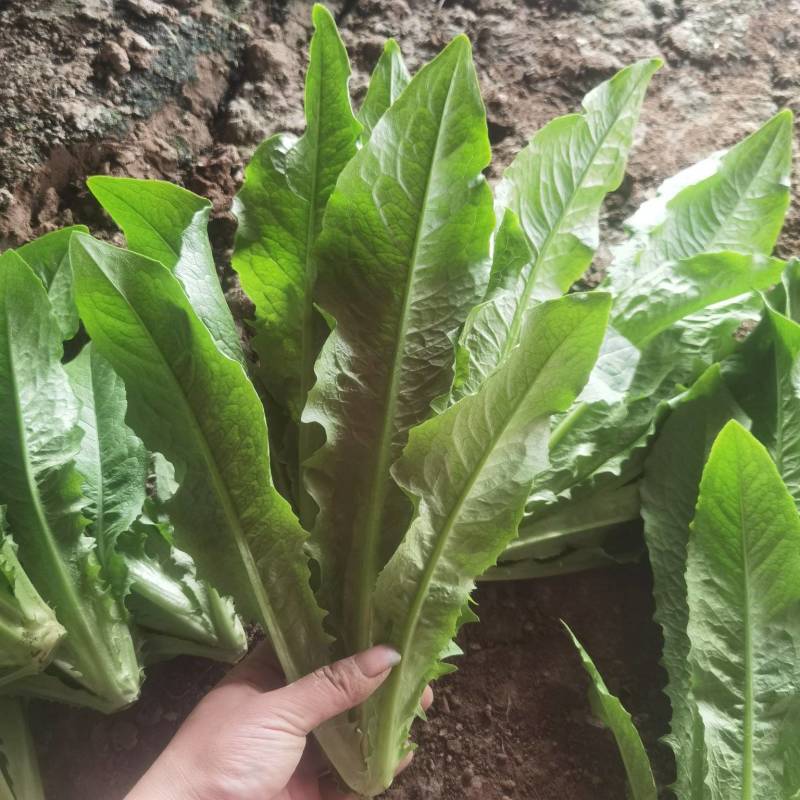 精品油麦菜，产地直供，质量好，价格优，大量供货