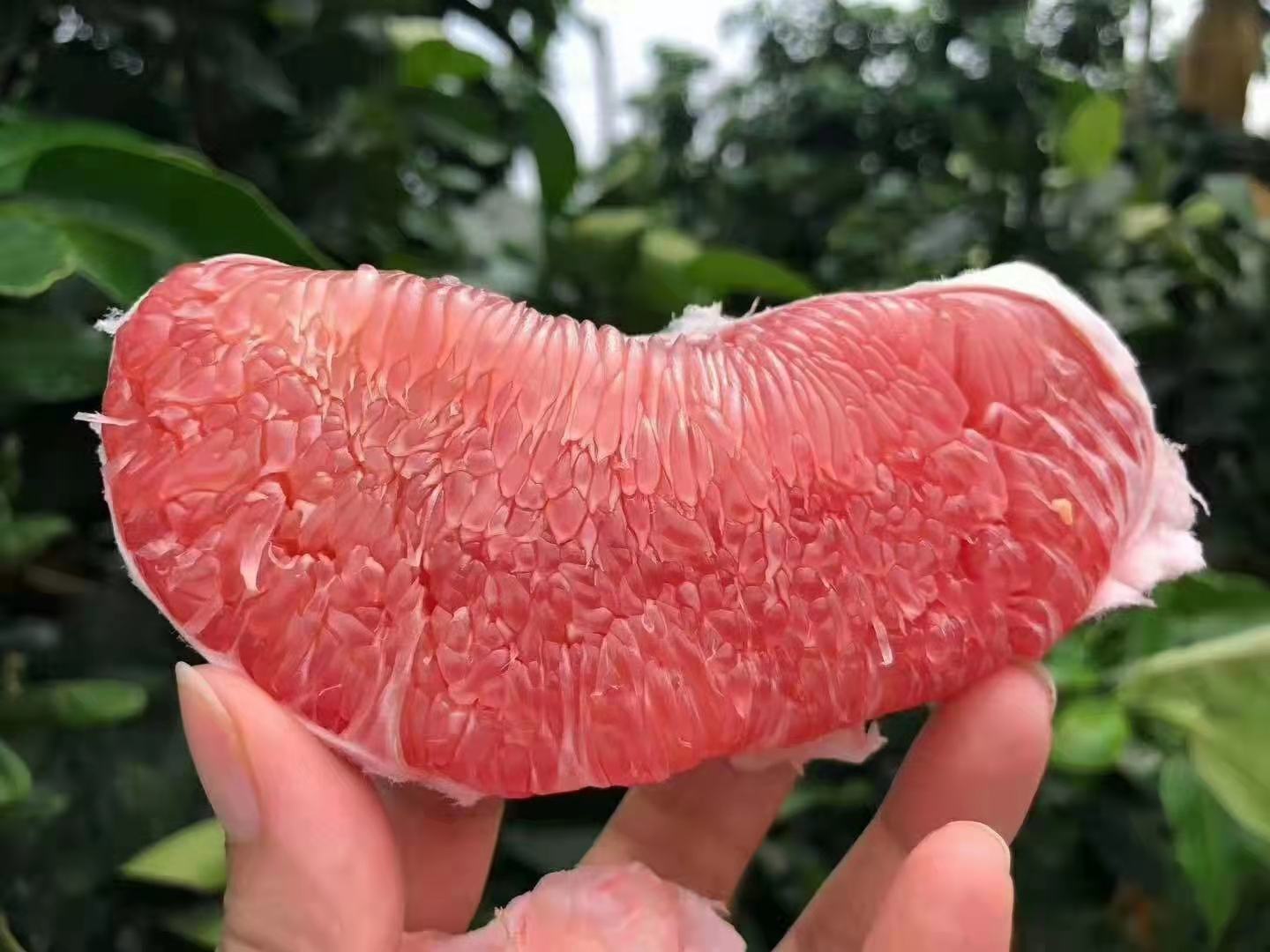 三红蜜柚切开图