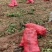 内蒙雪川红，代收各品种土豆，质量好，价格随行就市。