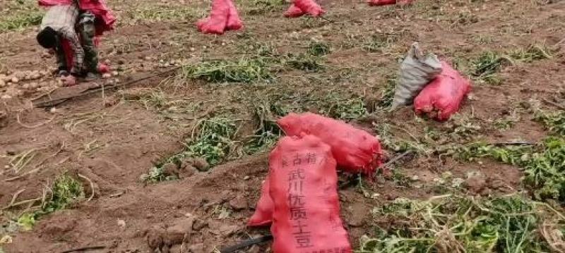 内蒙雪川红，代收各品种土豆，质量好，价格随行就市。