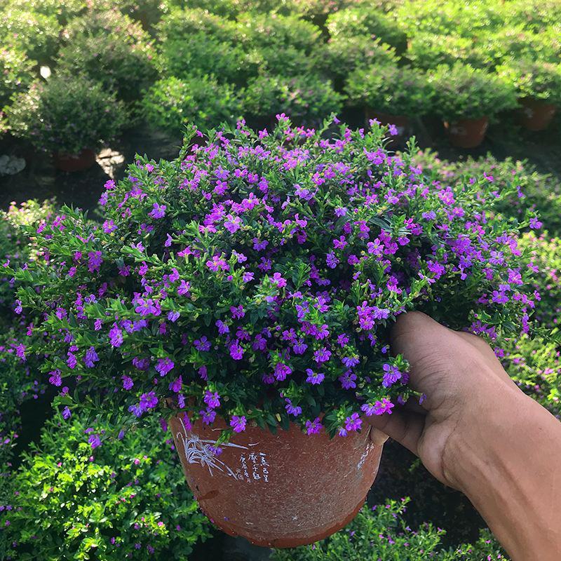 满天星盆栽多年带花苞四季开花室外阳台耐热耐晒花苗新手好养
