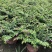 满天星盆栽多年带花苞四季开花室外阳台耐热耐晒花苗新手好养