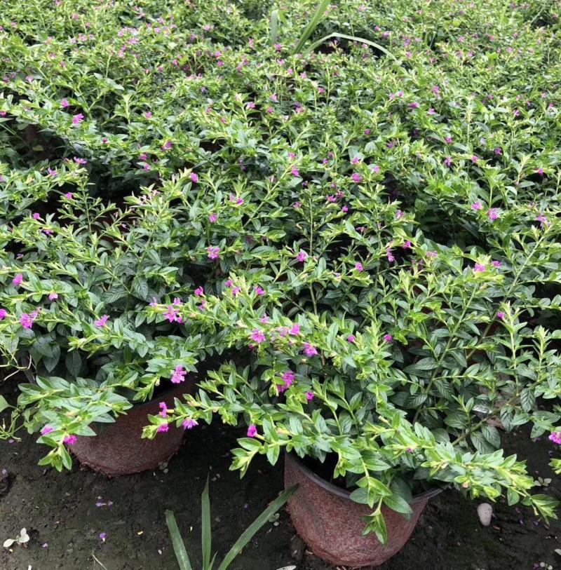 满天星盆栽多年带花苞四季开花室外阳台耐热耐晒花苗新手好养