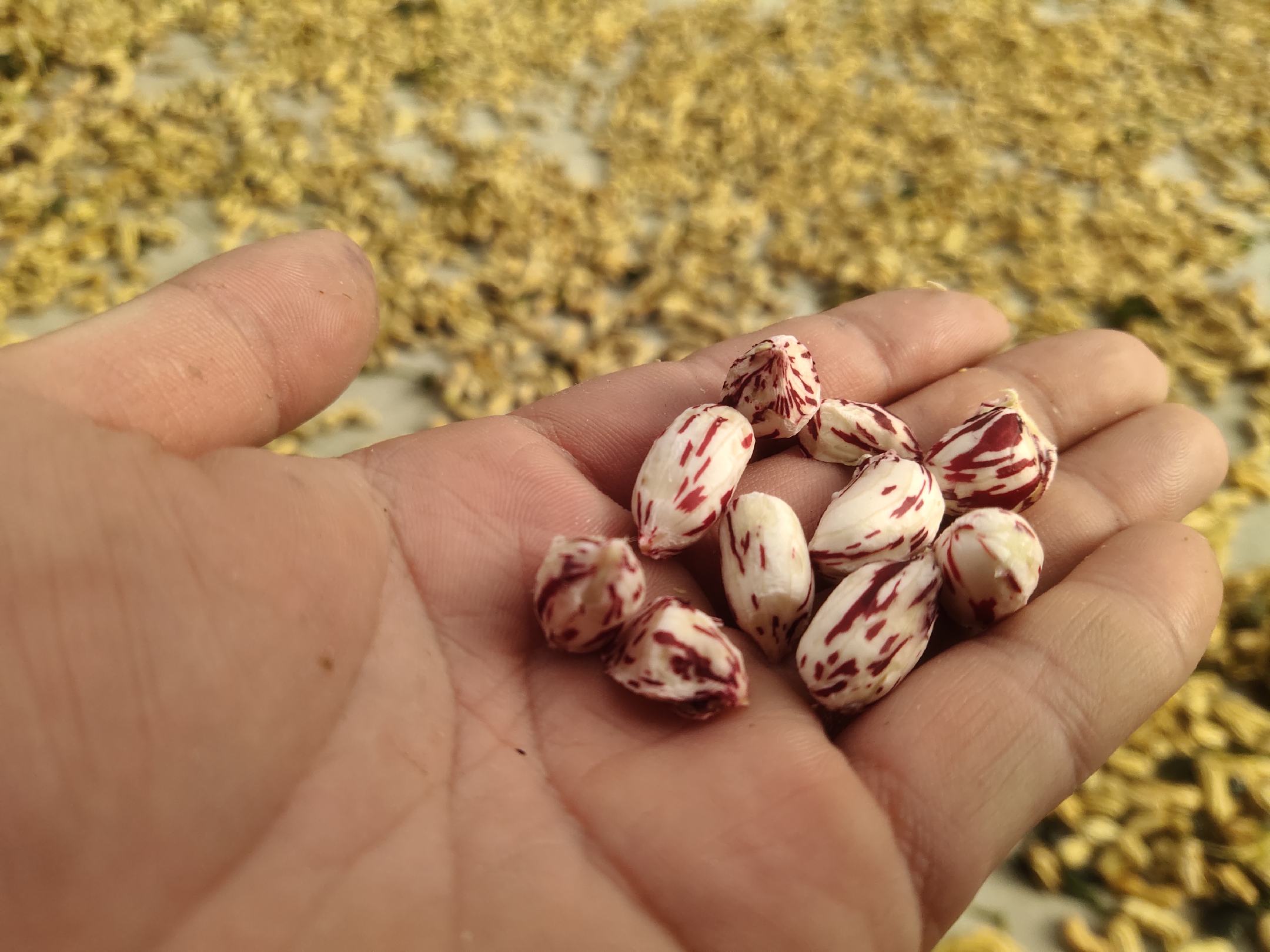 红皮花生炒制过程图