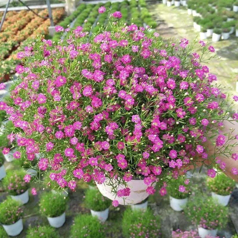 婚纱满天星花卉花苗盆栽室内绿植物四季易活好养花苞开花不断