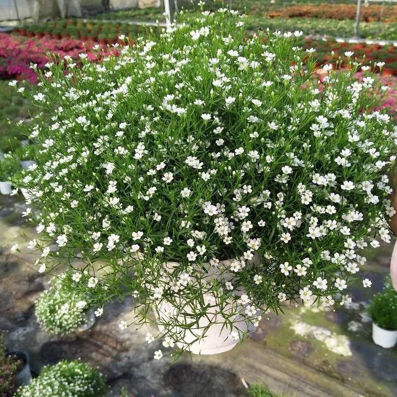 婚纱满天星花卉花苗盆栽室内绿植物四季易活好养花苞开花不断