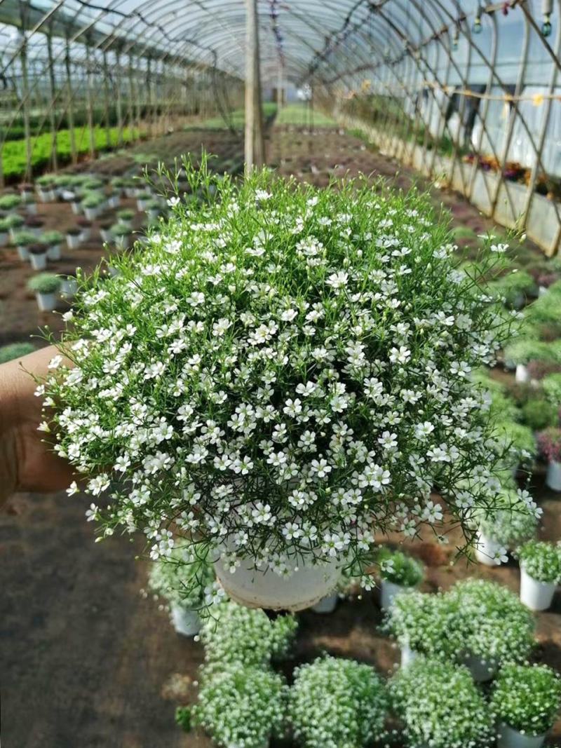 婚纱满天星花卉花苗盆栽室内绿植物四季易活好养花苞开花不断
