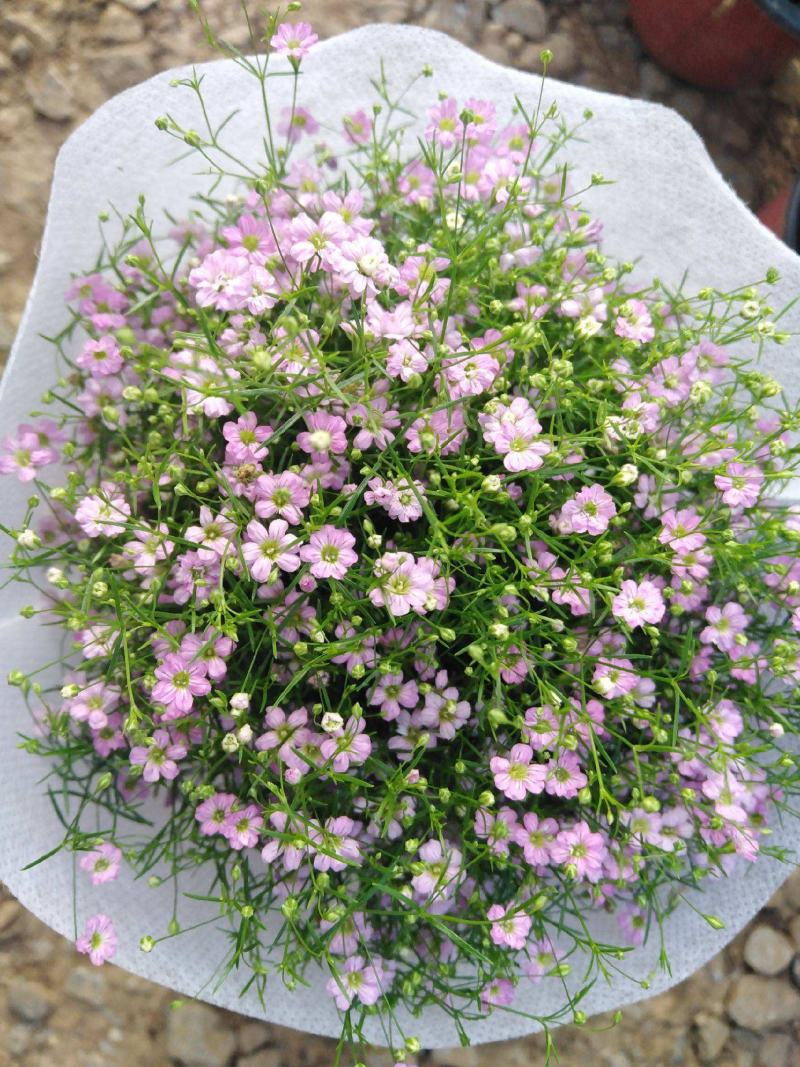 婚纱满天星花卉花苗盆栽室内绿植物四季易活好养花苞开花不断