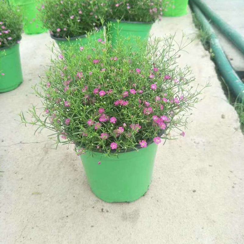 婚纱满天星花卉花苗盆栽室内绿植物四季易活好养花苞开花不断