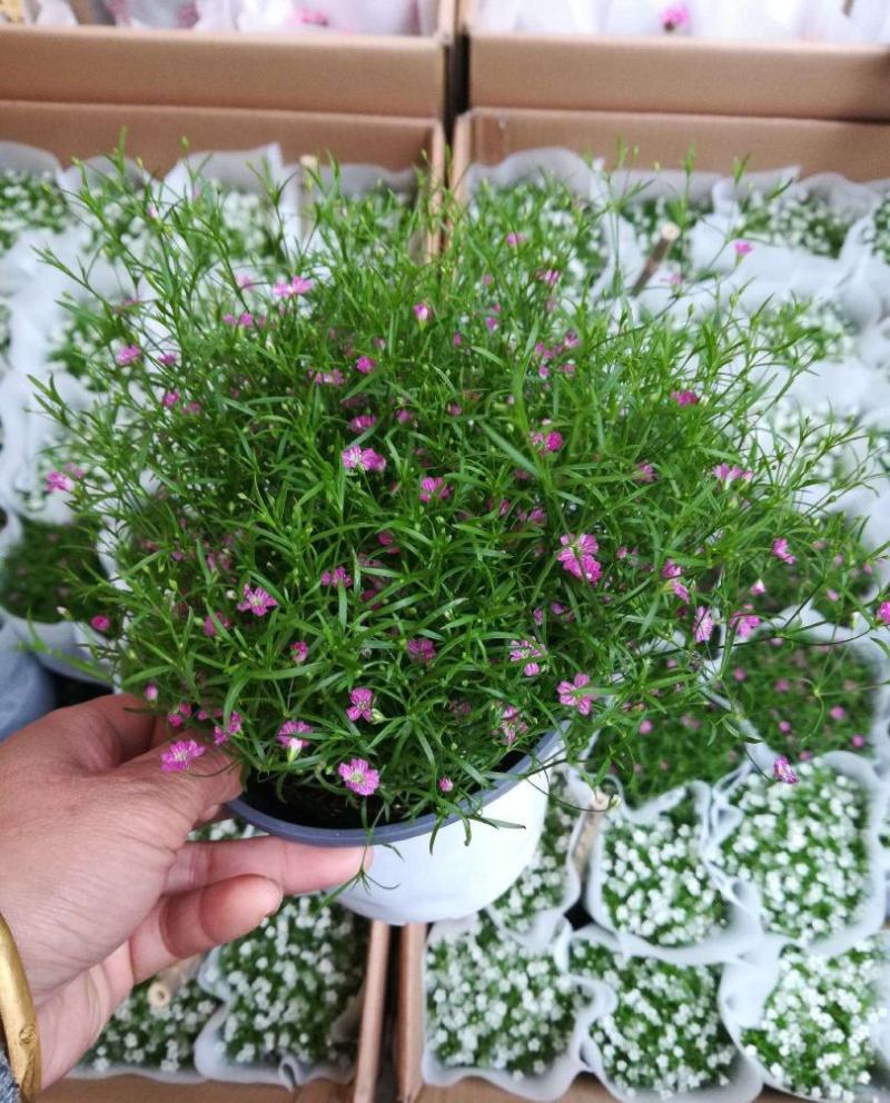 婚纱满天星花卉花苗盆栽室内绿植物四季易活好养花苞开花不断
