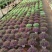 婚纱满天星花卉花苗盆栽室内绿植物四季易活好养花苞开花不断