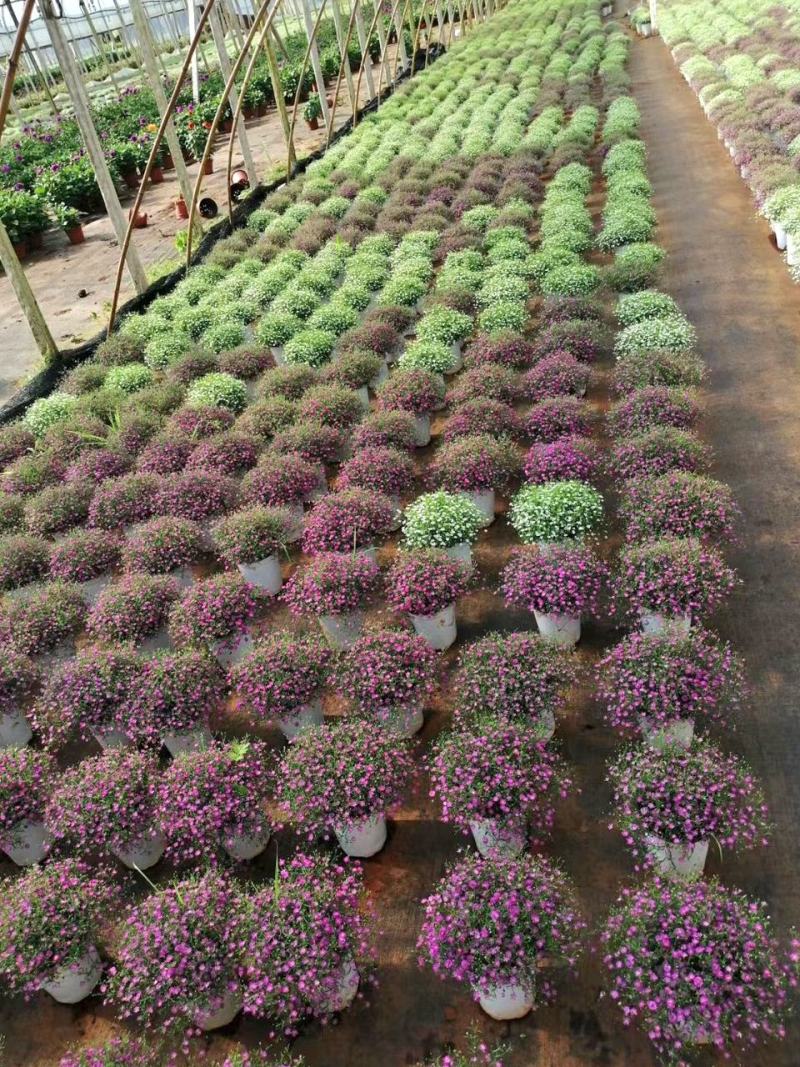 婚纱满天星花卉花苗盆栽室内绿植物四季易活好养花苞开花不断