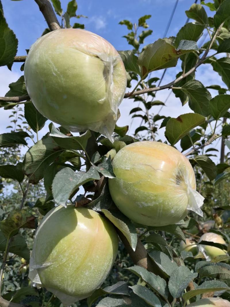 明月青森水蜜桃苹果纯甜无酸头