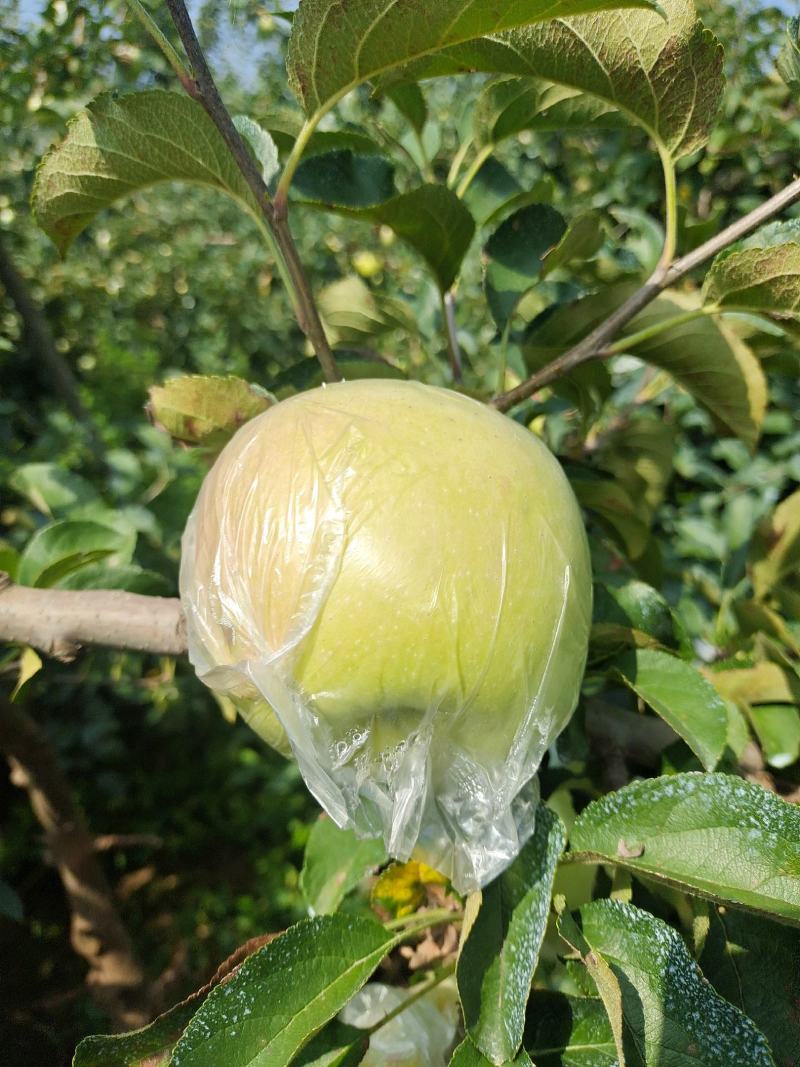 明月青森水蜜桃苹果纯甜无酸头