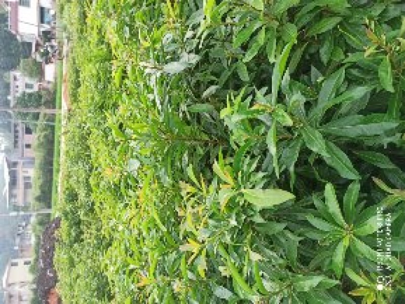 木荷杯苗出售