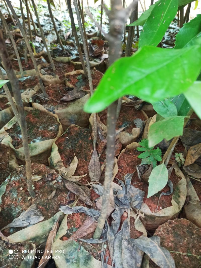 木荷杯苗出售