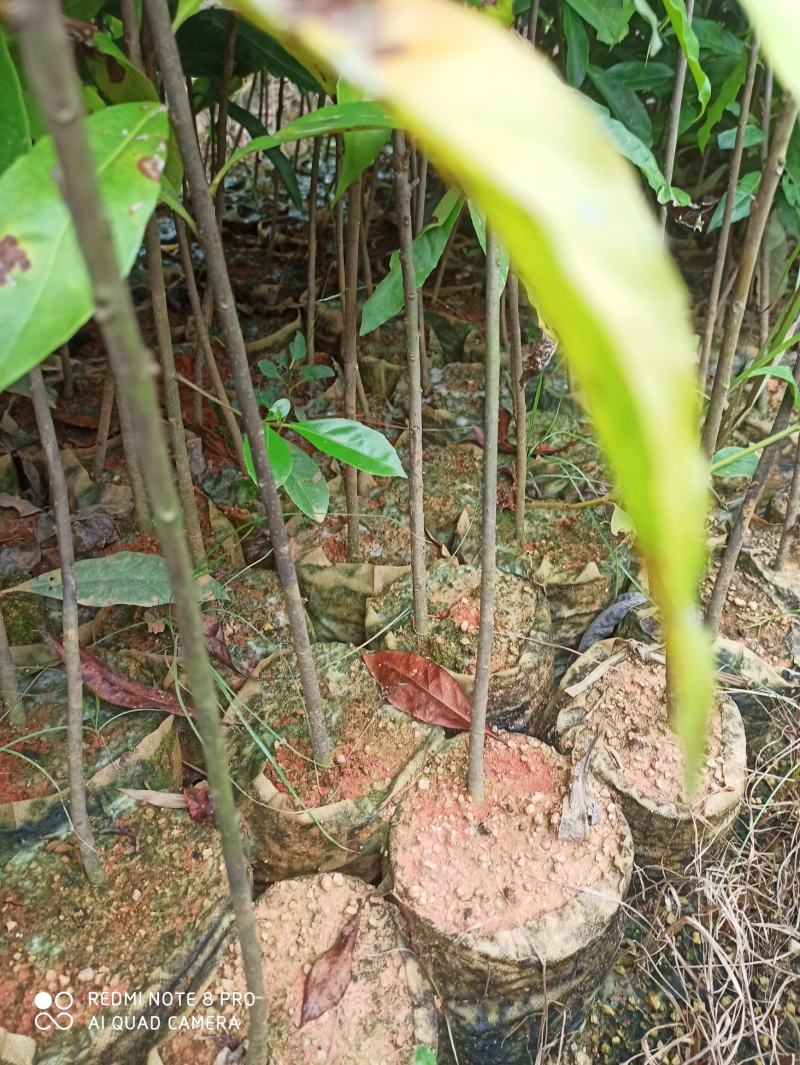 木荷杯苗出售