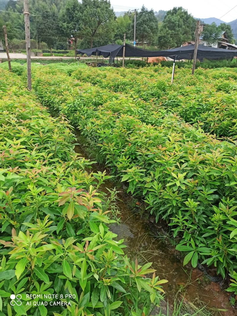木荷杯苗出售