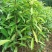 木荷杯苗出售