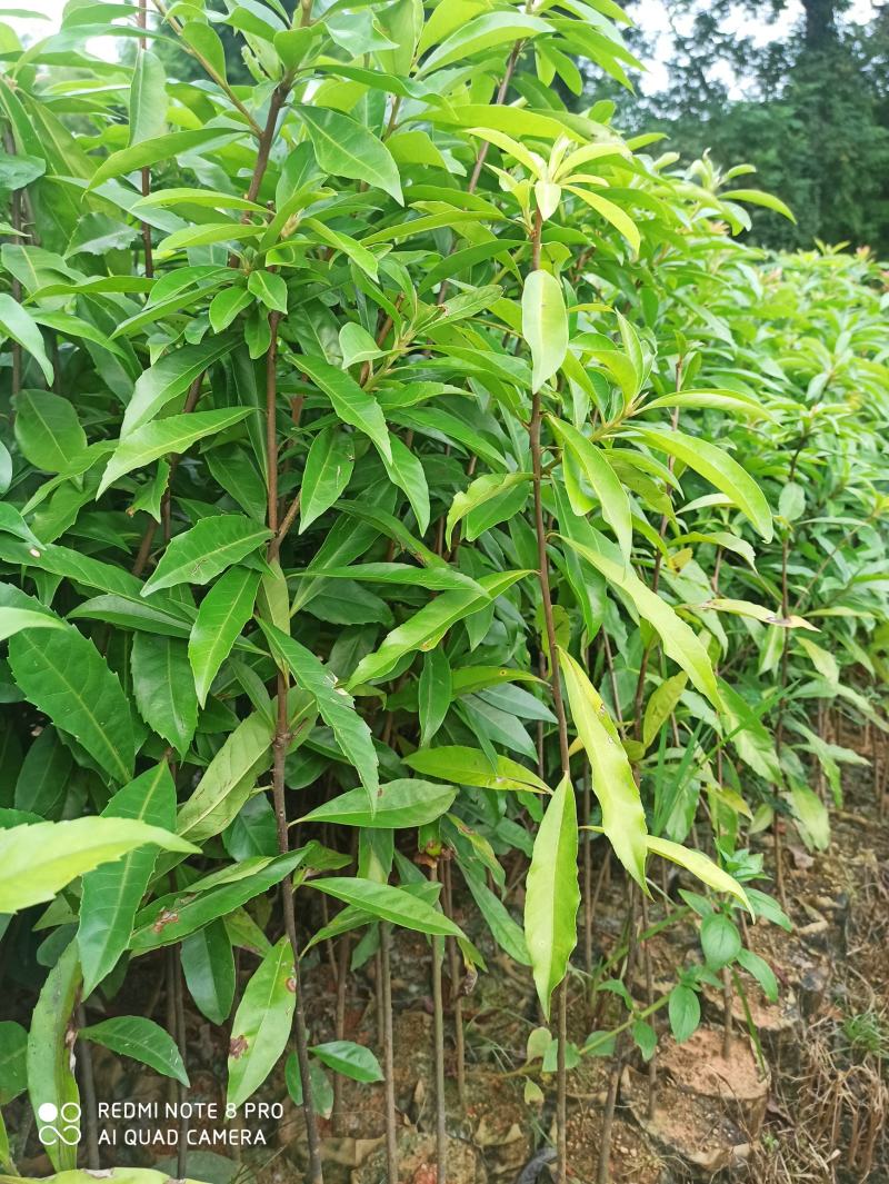 木荷杯苗出售