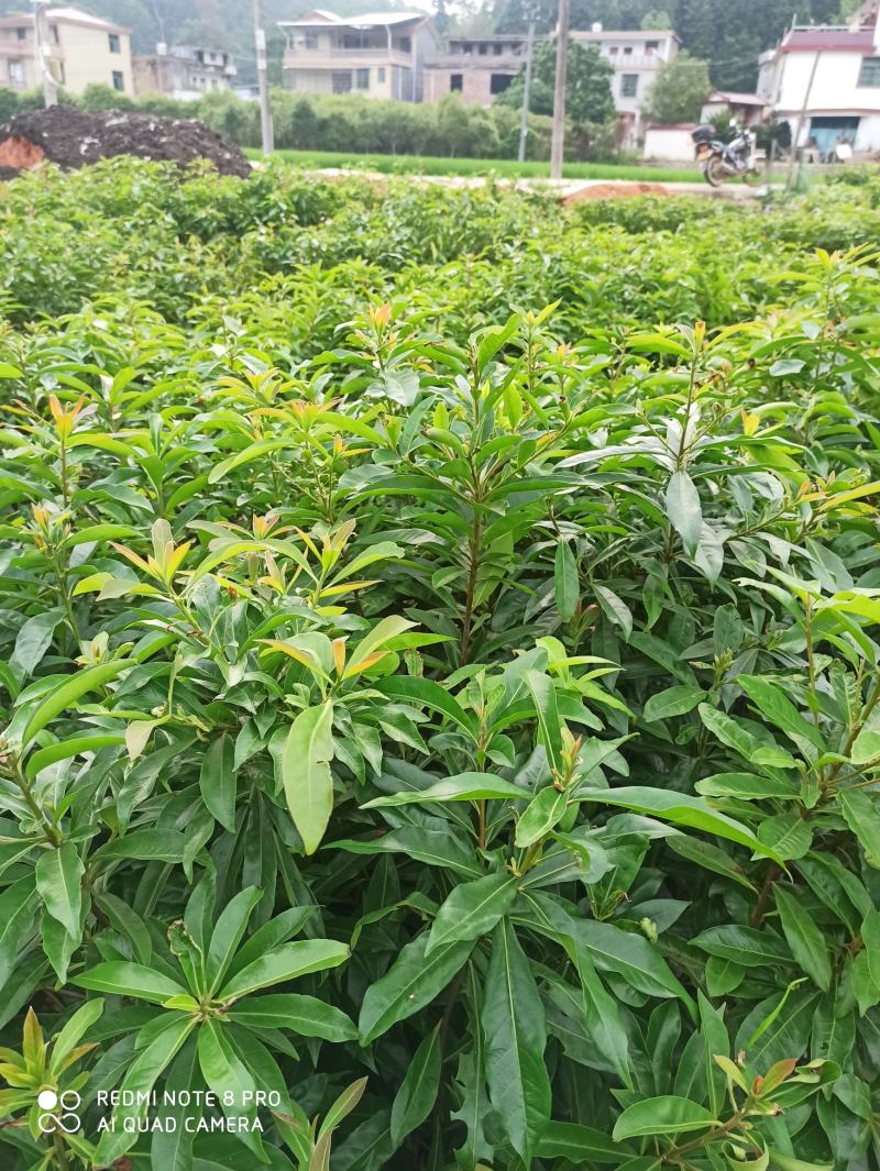 木荷杯苗出售