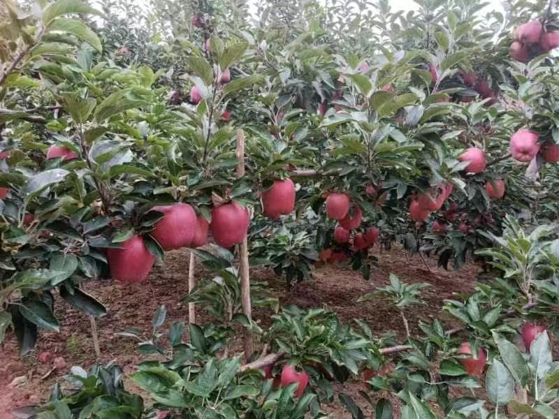 甘肃天水花牛苹果新鲜采摘