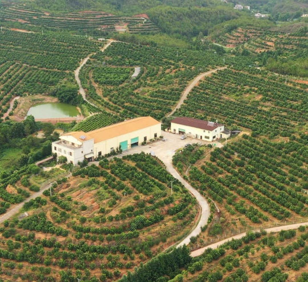 儋州蜜柚果园航拍图