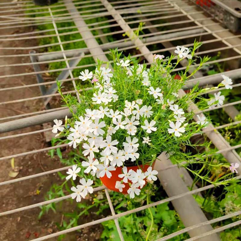 芝樱花苗丛生福禄考盆栽庭院室外花卉爆花四季常绿工程绿化用