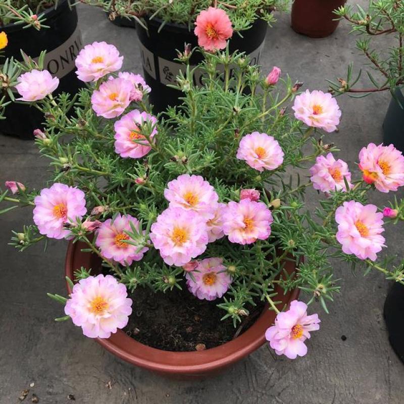 【带根带花苞带土】太阳花苗混色重瓣盆栽花四季开花室外阳台