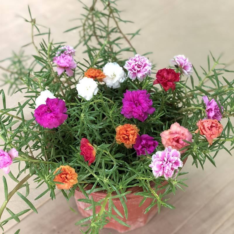 【带根带花苞带土】太阳花苗混色重瓣盆栽花四季开花室外阳台