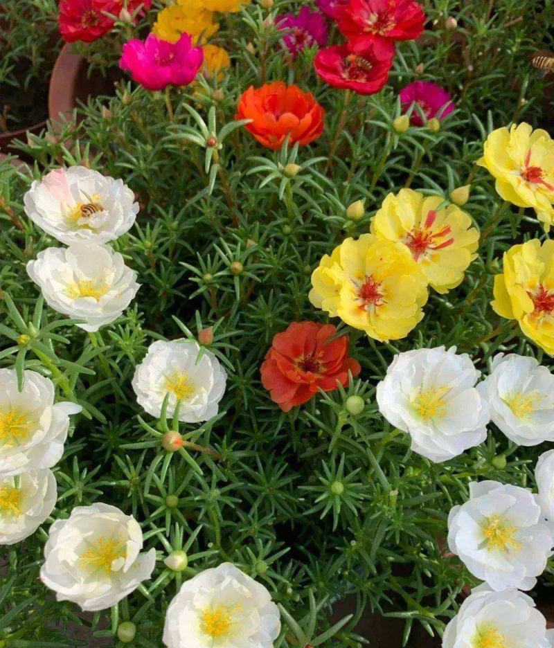 【带根带花苞带土】太阳花苗混色重瓣盆栽花四季开花室外阳台