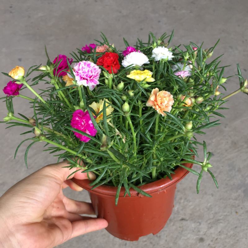 【带根带花苞带土】太阳花苗混色重瓣盆栽花四季开花室外阳台