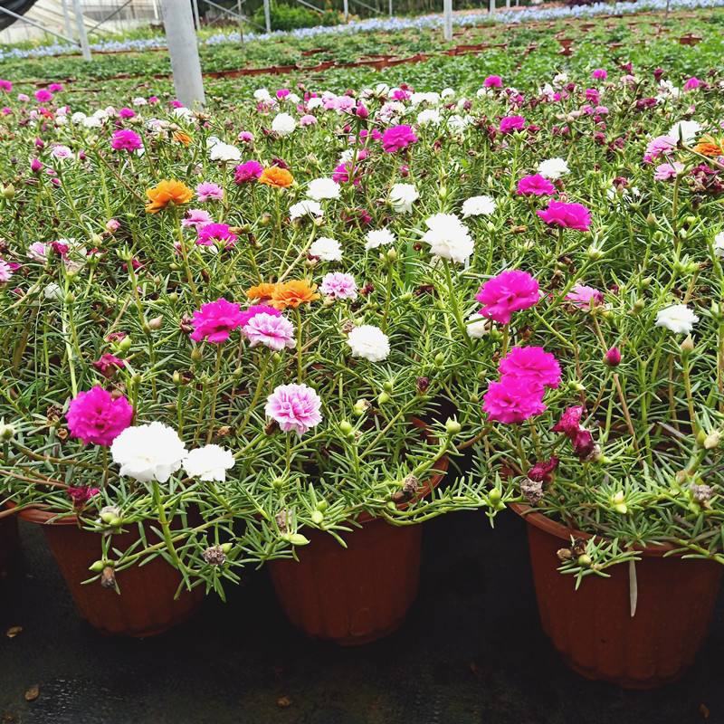 【带根带花苞带土】太阳花苗混色重瓣盆栽花四季开花室外阳台