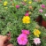 【带根带花苞带土】太阳花苗混色重瓣盆栽花四季开花室外阳台