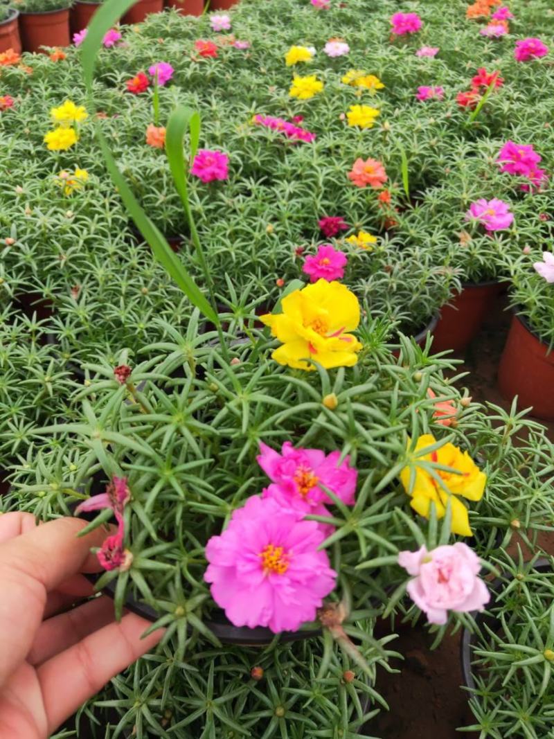 【带根带花苞带土】太阳花苗混色重瓣盆栽花四季开花室外阳台
