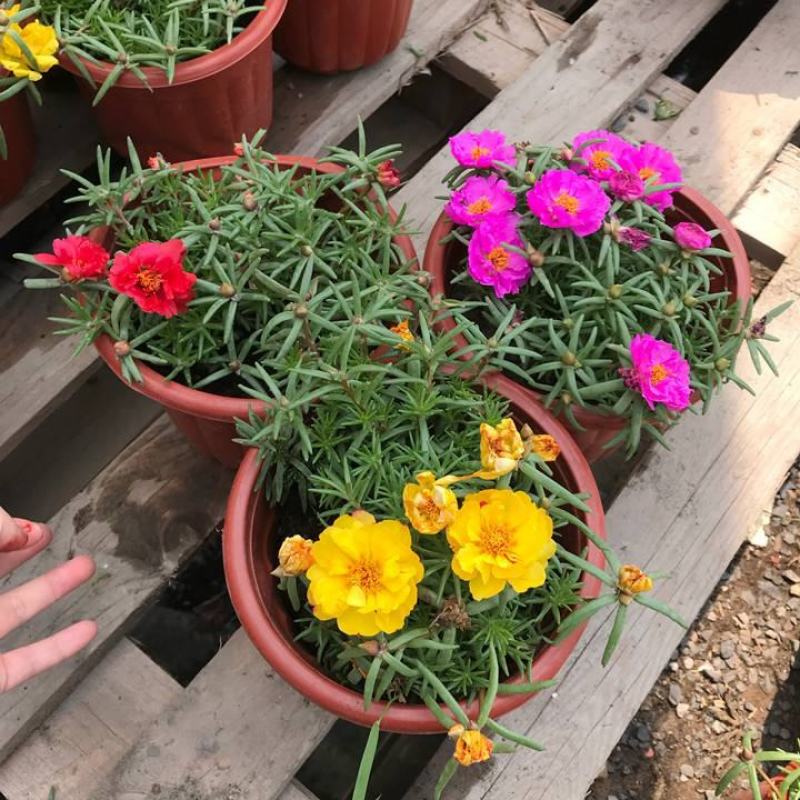 【带根带花苞带土】太阳花苗混色重瓣盆栽花四季开花室外阳台